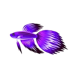 Purple Veiltail Betta